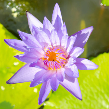 水百合