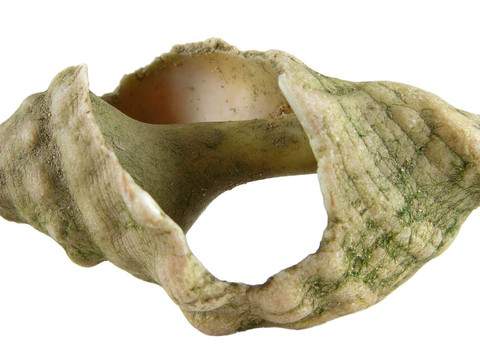 蝸牛