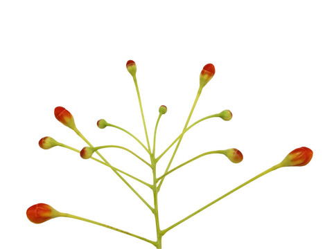 白色分離的紅色芽