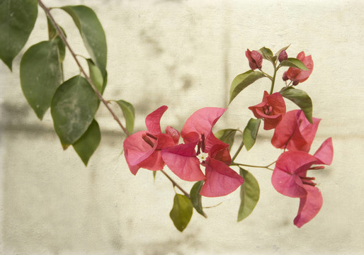 灰色的墻Bougainvillea