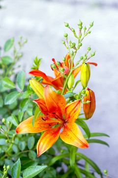 橙色百合花盛開在床上