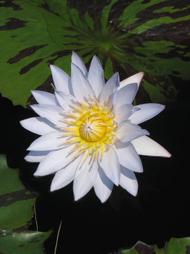 水百合