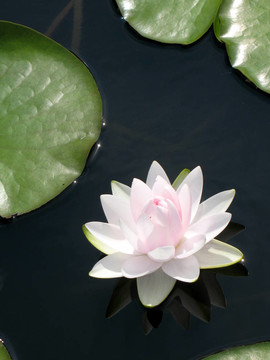 水百合