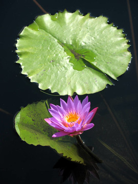 水百合