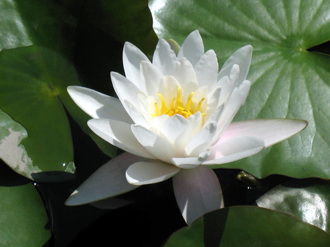 水百合