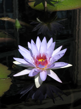 水百合