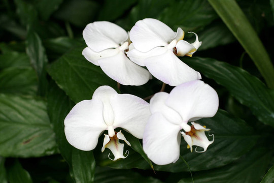 蘭花