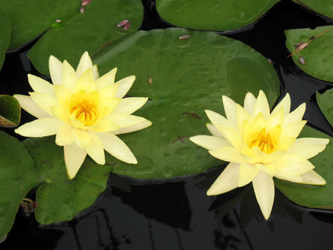 水百合
