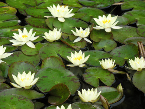 水百合