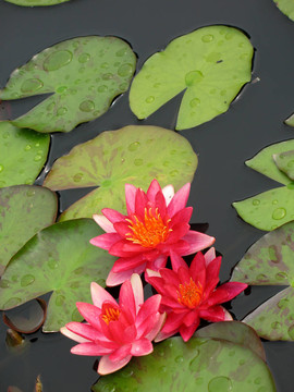 水百合