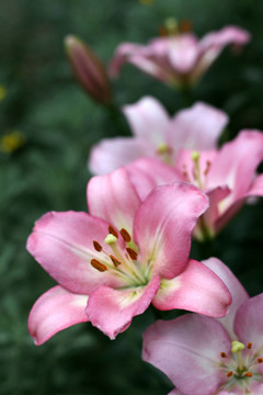 莉莉在花園里