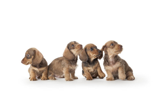 四短毛臘腸犬
