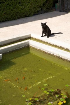 黑貓看魚