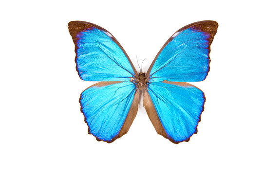 黑色和藍(lán)色的蝴蝶Morpho menelaus分離