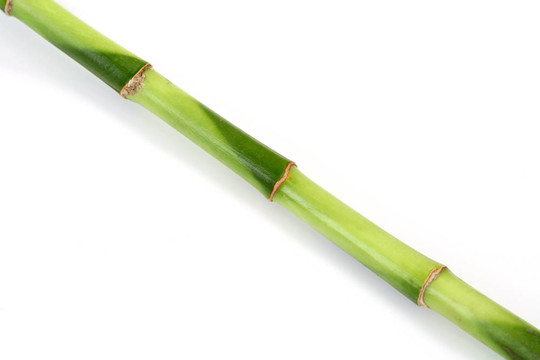 綠色的竹子