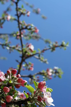 蘋(píng)果花