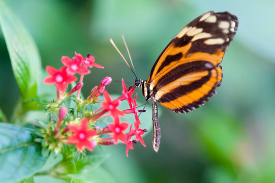 xanthocles長(zhǎng)翼蝴蝶Heliconius