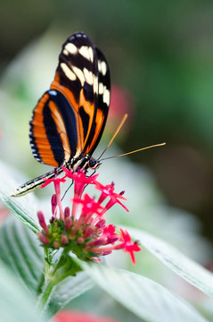 xanthocles長(zhǎng)翼蝴蝶Heliconius