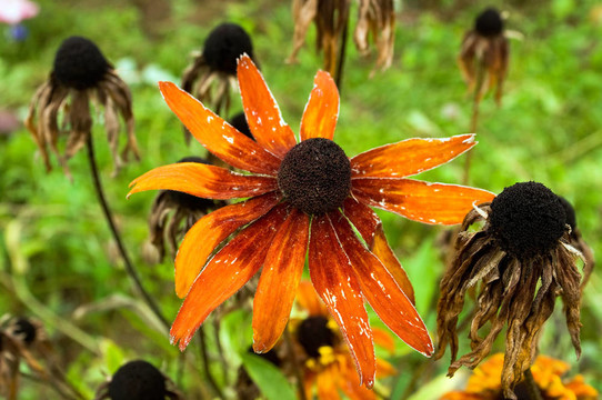 Yellow daisy（Rudbeckia hirta）