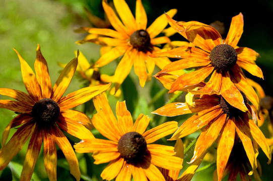 Yellow daisy（Rudbeckia hirta）