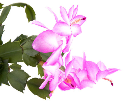 粉紅的仙人掌花