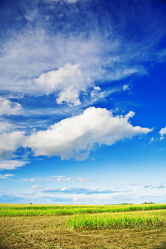 玉米田與天空