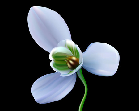 雪蓮花