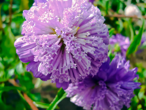 阿斯特拉- Callistephus chinensis
