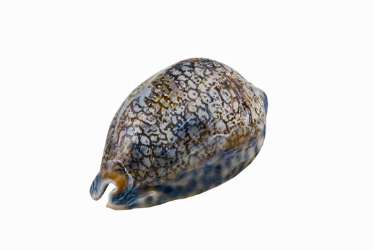 海貝殼