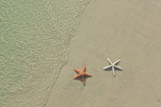 熱帶海灘上的海星；潮水來了