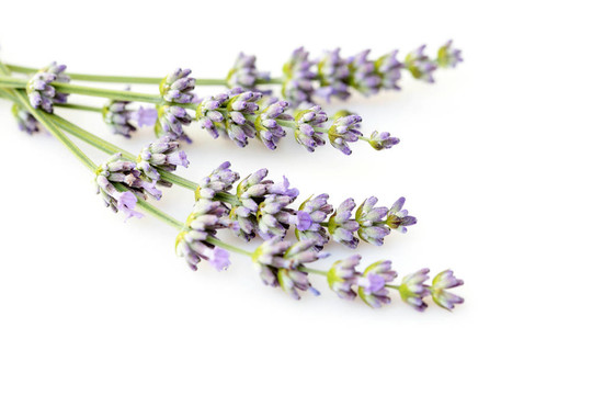 熏衣草花