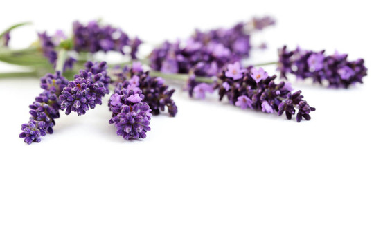 熏衣草花
