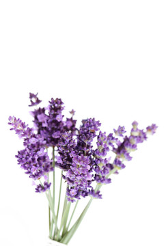 熏衣草花
