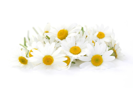 堆洋甘菊