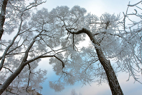 天空背景下的樹被雪覆蓋的樹枝
