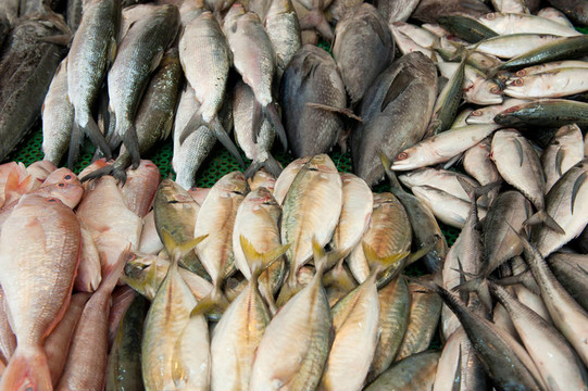 魚(yú)市場(chǎng)上的新鮮魚(yú)