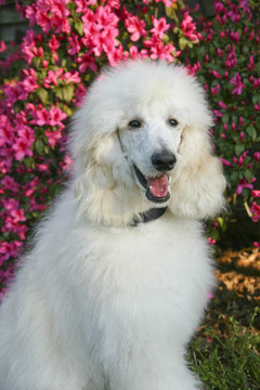 貴賓犬和杜鵑花