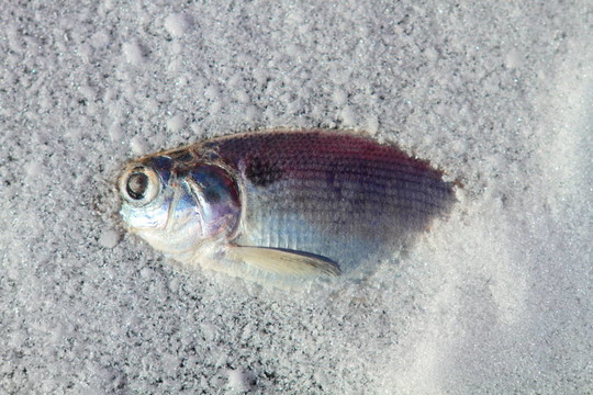 凍魚