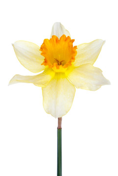 風(fēng)信子花