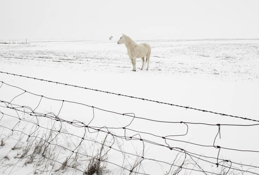 雪馬
