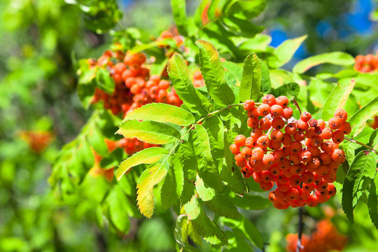 rowanberries