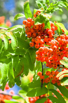 rowanberries