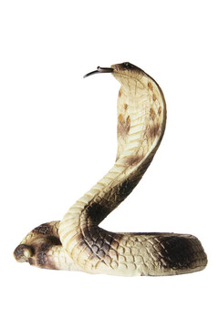眼鏡蛇
