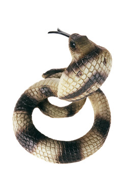眼鏡蛇