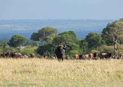 水牛Masai Mara