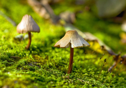 綠色苔蘚中生長的小真菌