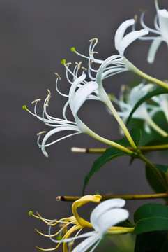 金銀花
