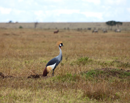 灰冠鶴在Masai Mara
