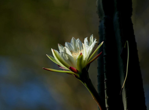 肯尼亞的仙人掌花