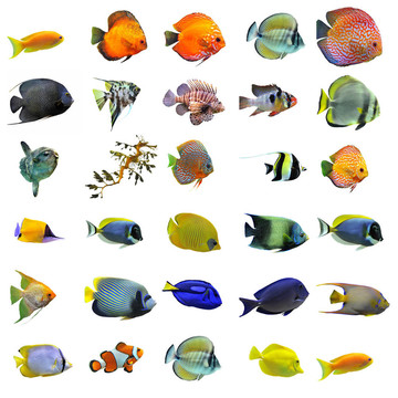 魚